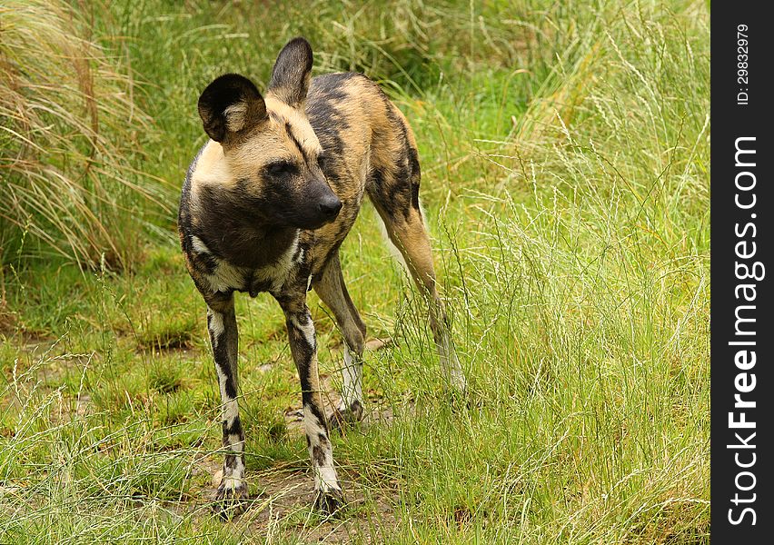 Close up of an African wild dog