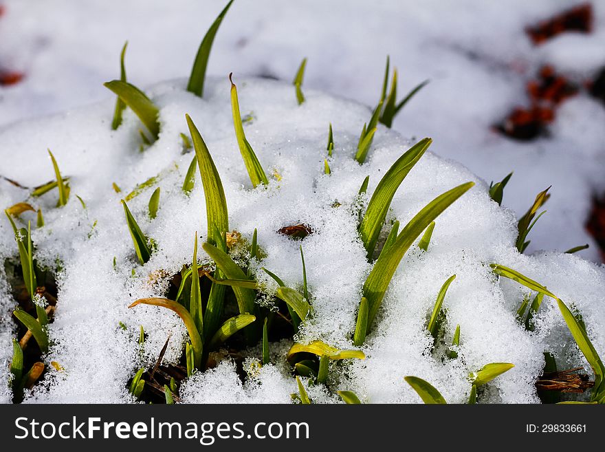 Spring flowers break through the snow . Spring flowers break through the snow .