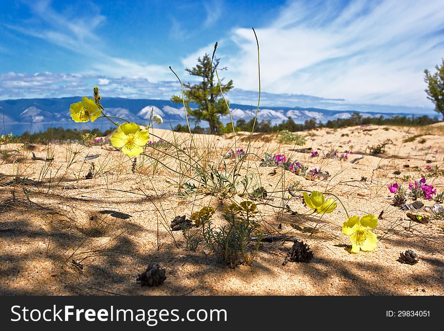 Yellow poppy (Papaver nudicaule), growing on deserted fields of island Olkhon on lake Baikal. Yellow poppy (Papaver nudicaule), growing on deserted fields of island Olkhon on lake Baikal