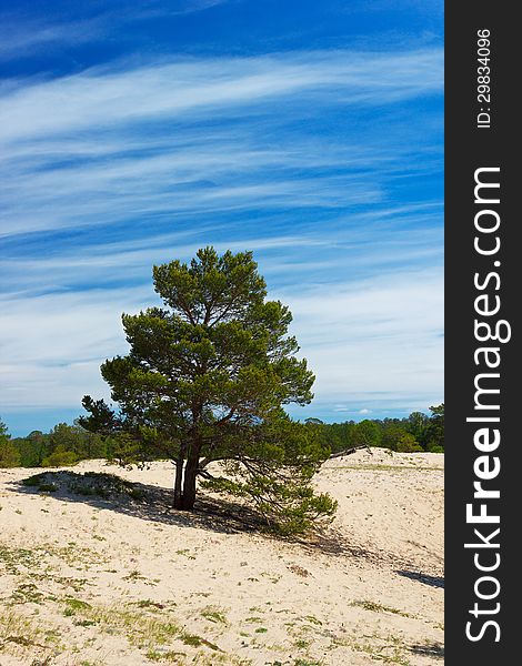 Pines On Island Olkhon