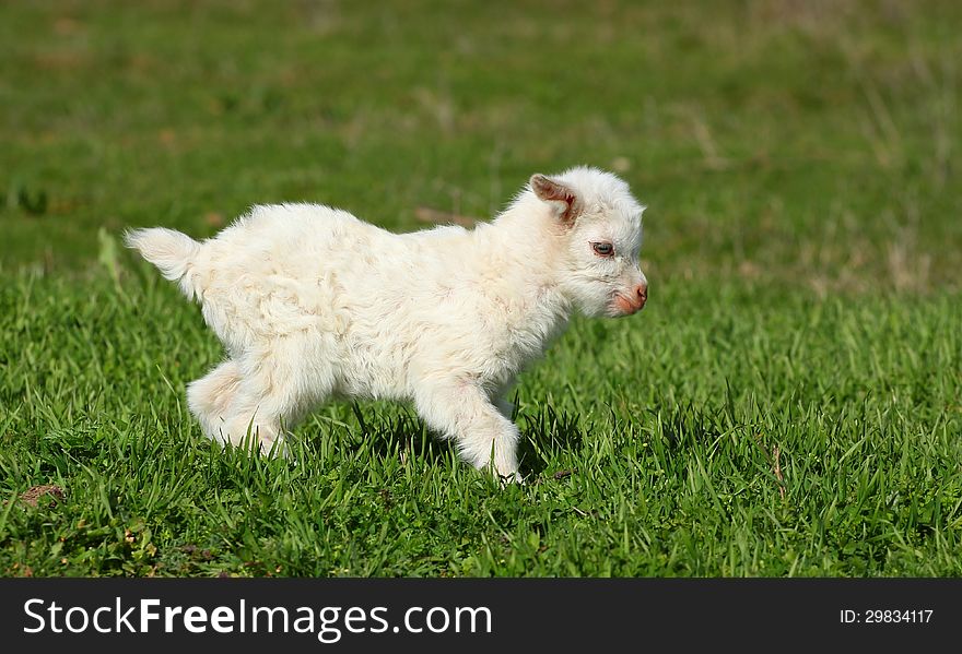 A white baby goat running outdoor on a green grass