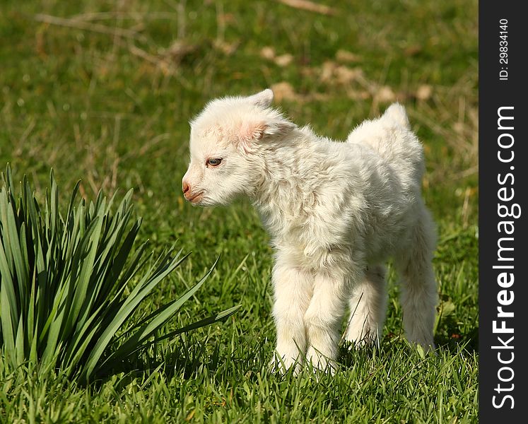 A small baby goat curiously looking flower leafs outside on a green meadow. A small baby goat curiously looking flower leafs outside on a green meadow