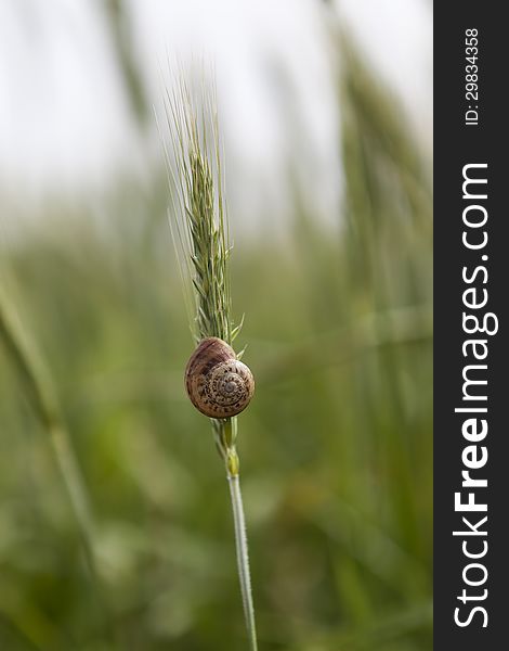 Snail attached to a single blade of wheat. Snail attached to a single blade of wheat