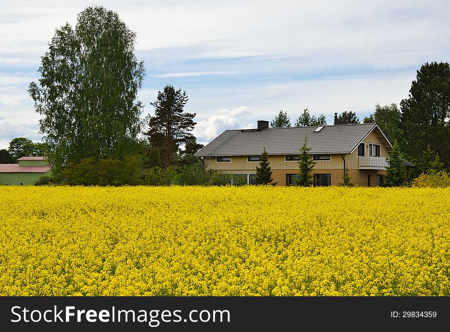 Country house and meadow with yellow plants