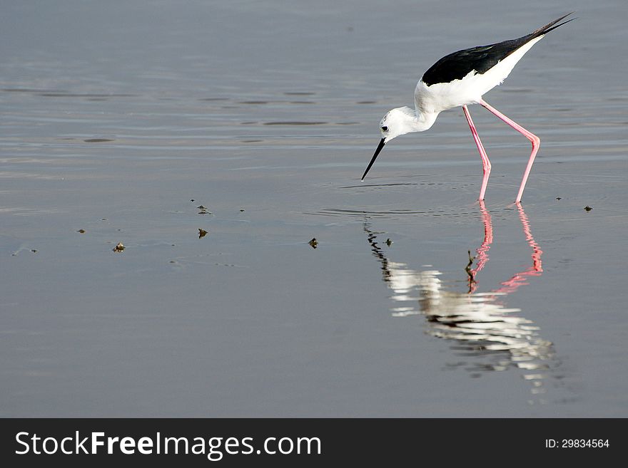 Black-winged Stilt