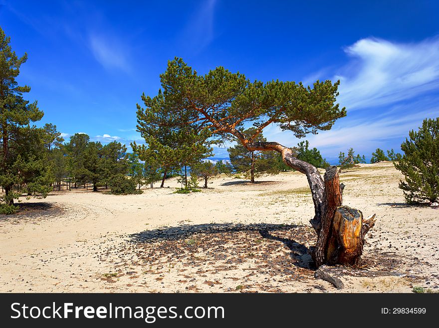 The solitary pines growing on deserted fields of island Olkhon on lake Baikal. The solitary pines growing on deserted fields of island Olkhon on lake Baikal