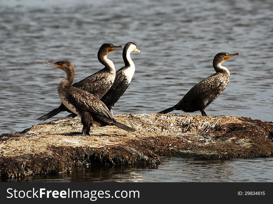 Four cormorants on a small island