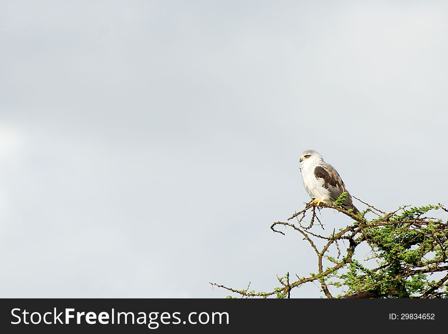 Black-shouldered kite