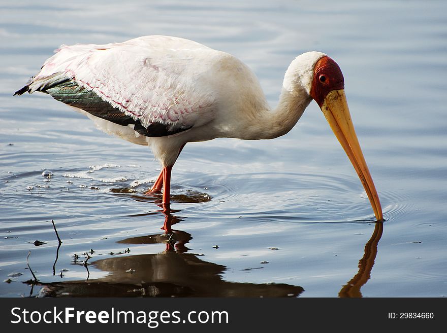 Yellow-billed Stork in water. Shot in Lake Nakuru, Kenya.