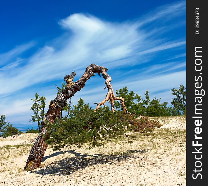 The solitary pines growing on deserted fields of island Olkhon on lake Baikal. The solitary pines growing on deserted fields of island Olkhon on lake Baikal