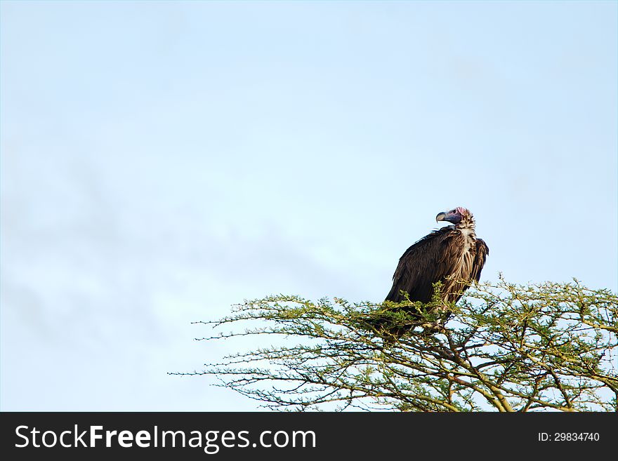 Vulture standing on top of a tree with lots of blue sky. Shot in Serengeti, Tanzania. Vulture standing on top of a tree with lots of blue sky. Shot in Serengeti, Tanzania.