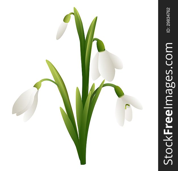 Beauty In Nature and white Snowdrop