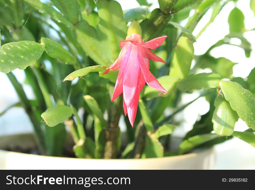 Fine pink flower of Schlumbergera