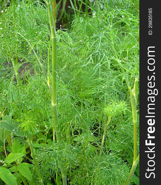 Fennel Growing On A Bed