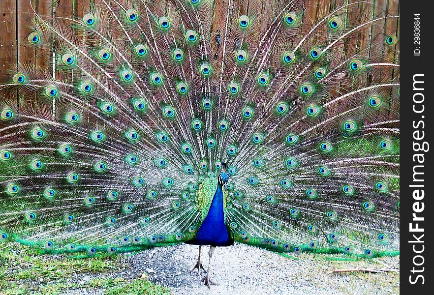 Peacock In Full Plume