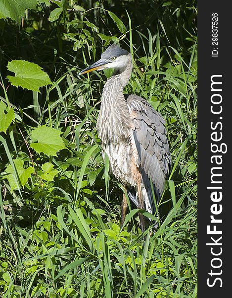 Blue Heron in the long grass along the river