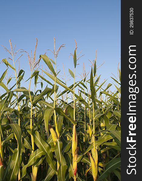 Corn ready to be harvested with copy space in the blue sky. Corn ready to be harvested with copy space in the blue sky