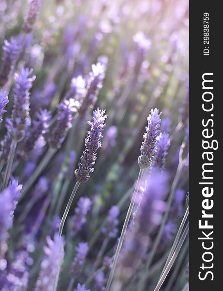 Branches of flowering lavender as floral background. Branches of flowering lavender as floral background