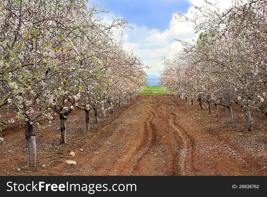 Blossoming Garden Of Peach Trees