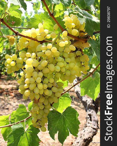 Harvest of ripe juicy green grapes. Harvest of ripe juicy green grapes