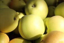 Ripe Winter Juicy Apples From The Home Garden Stock Photo Ripe Winter Juicy Apples From The Home Garden Stock Photo