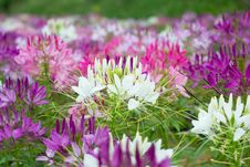 Spider Flowers Stock Photo Spider Flowers Stock Photo