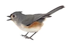 Free Tufted Titmouse Isolated Stock Photography - 29845642