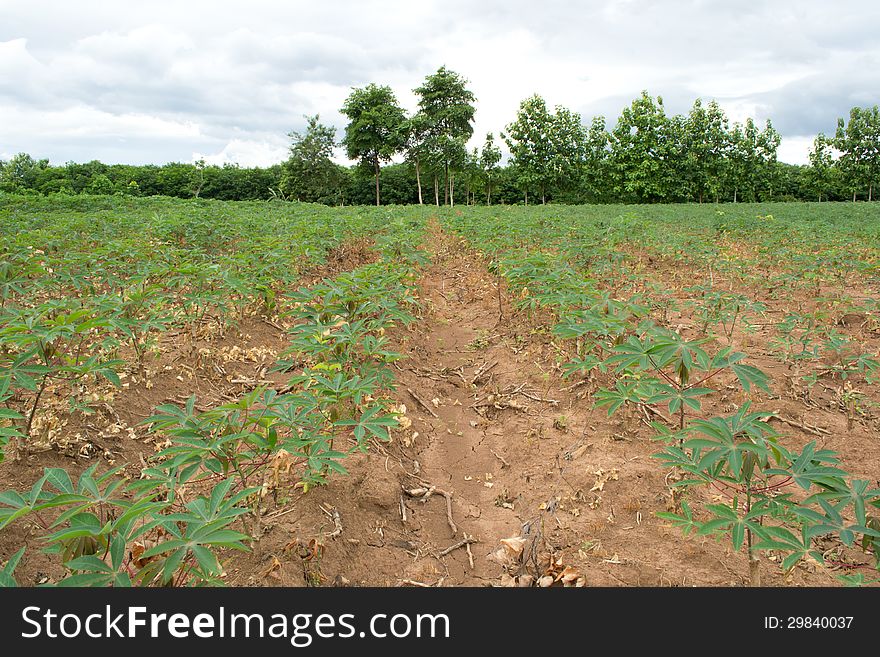 Cassava Crop Field