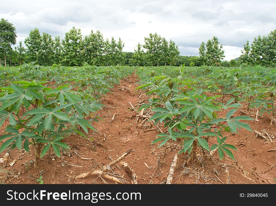 Cassava Crop Field