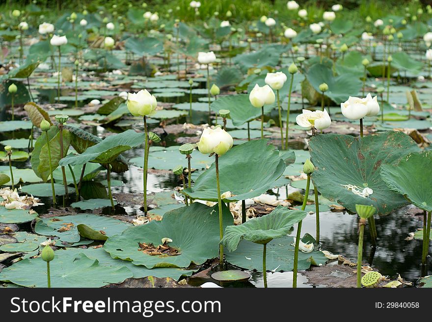 White lotus field in Thailand.