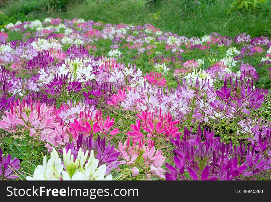 Beautiful spider flowers blooming in garden