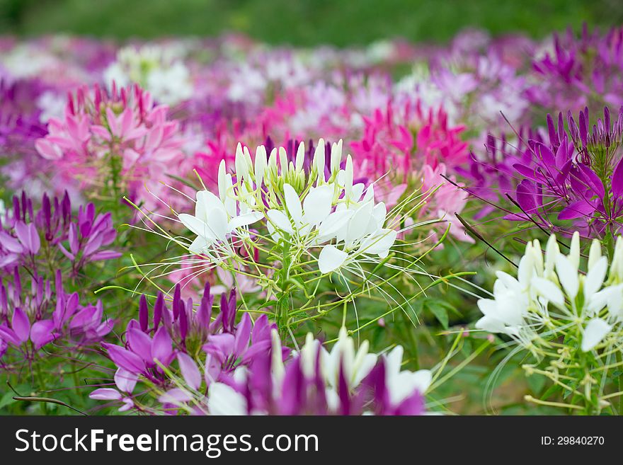 Beautiful spider flowers blooming in garden