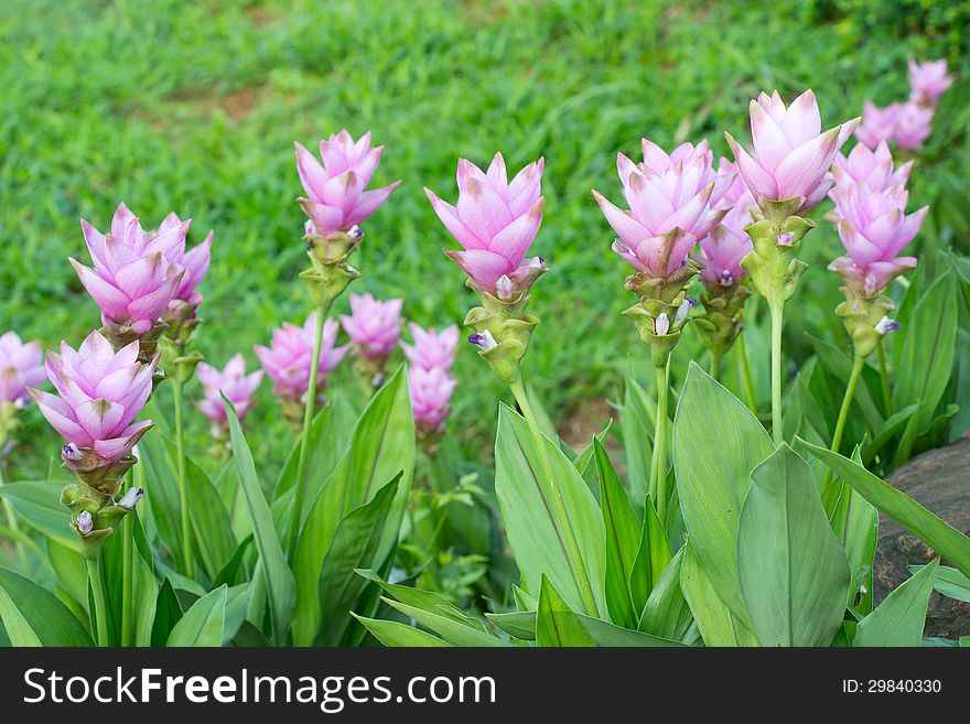 Siam Tulip blooming in garden