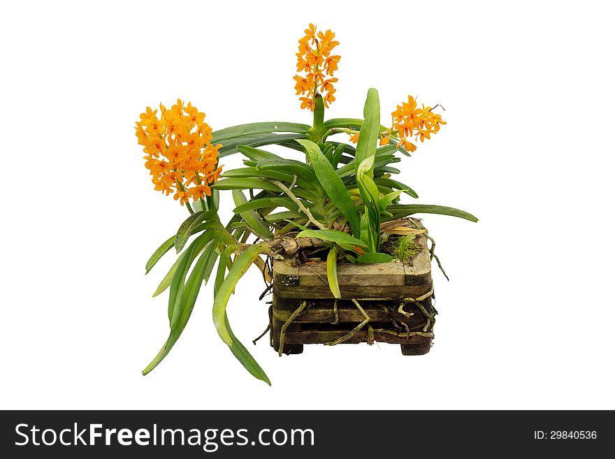 Ascocentrum miniatum orchid isolated on white background. Ascocentrum miniatum orchid isolated on white background