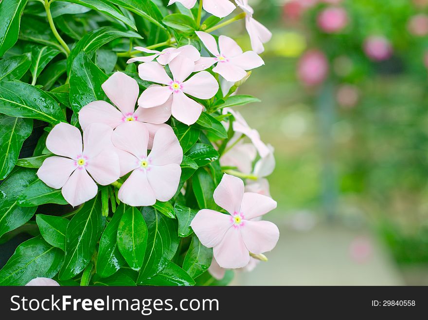 Periwinkle or madagascar flowers in garden