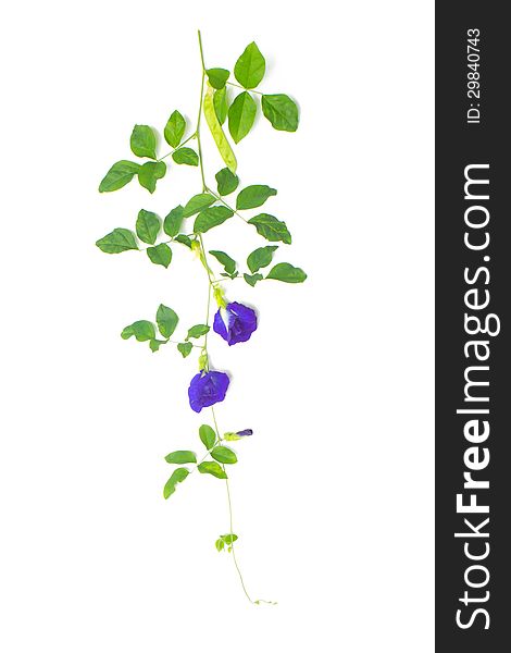Butterfly pea flower isolated on white background.