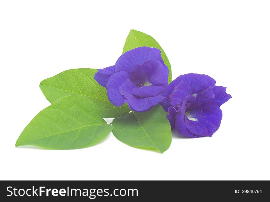 Butterfly pea flower isolated on white background.