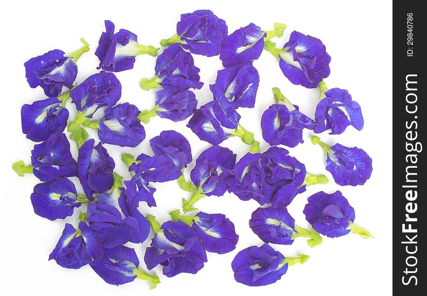 Butterfly pea flower isolated on white background.