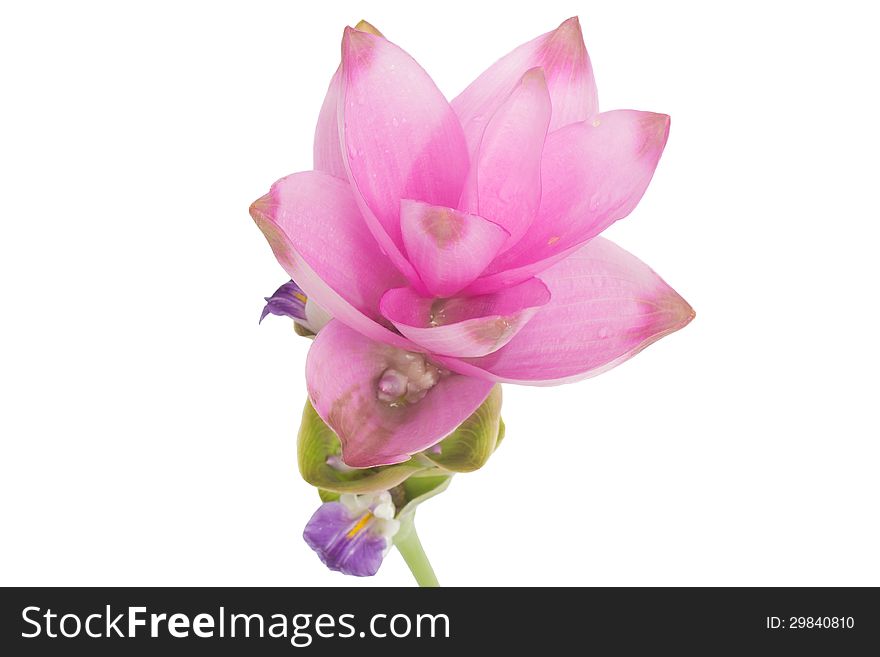 Siam Tulip isolated on white background.