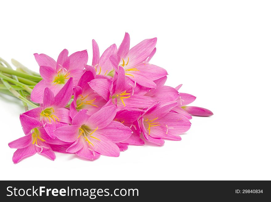 Rain Lily isolated on white background