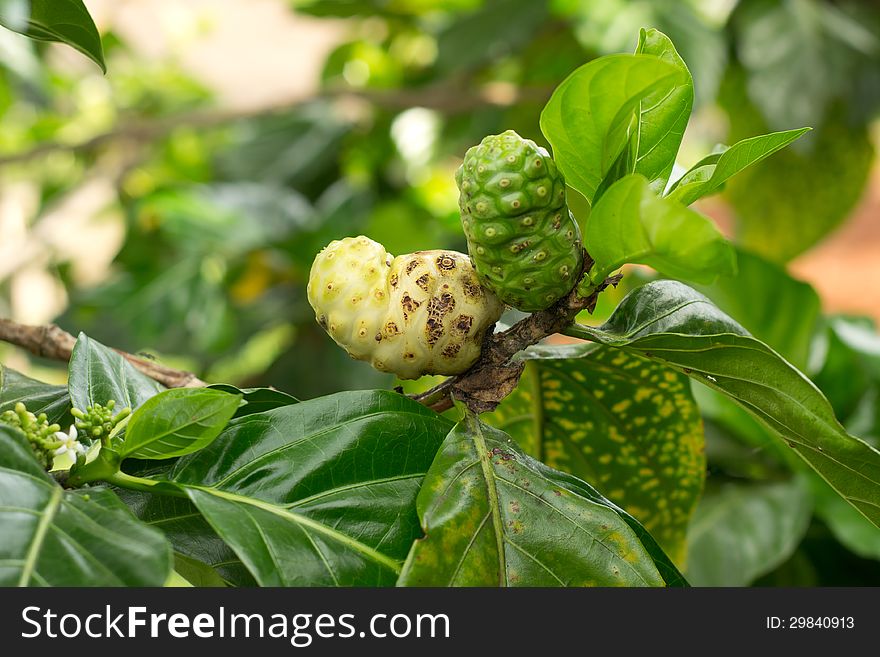 Noni fruit hanging on tree