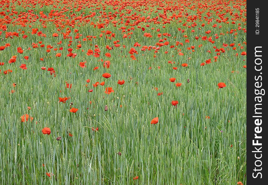 Field of red poppies and ears. Field of red poppies and ears