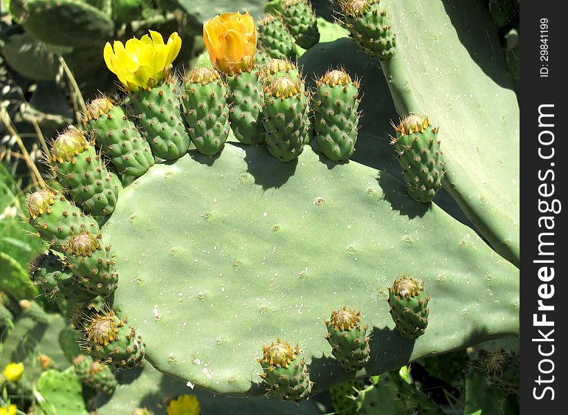 Prickly pear plant with flowers and fruits