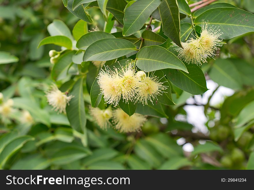 Rose Apple Flowers