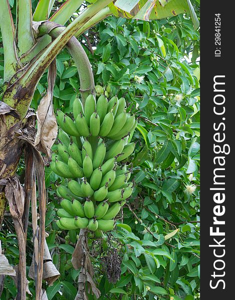 Banana tree with a bunch of bananas. Banana tree with a bunch of bananas