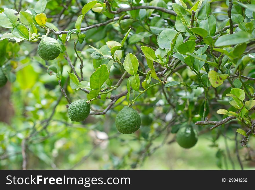 Kaffir Lime growing on Tree
