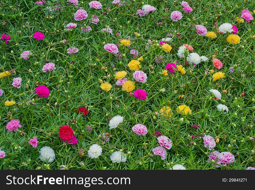 Portulaca Flowers