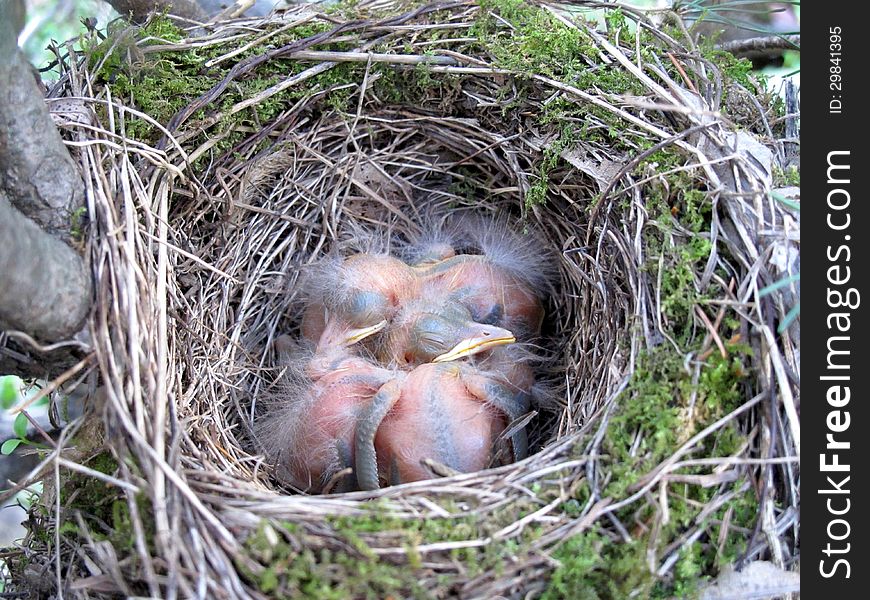 Just Born Bird In The Nest Blackbird