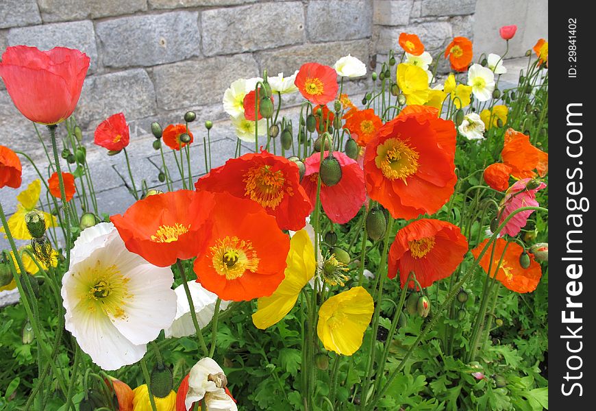 Group of poppies of different colors. Group of poppies of different colors