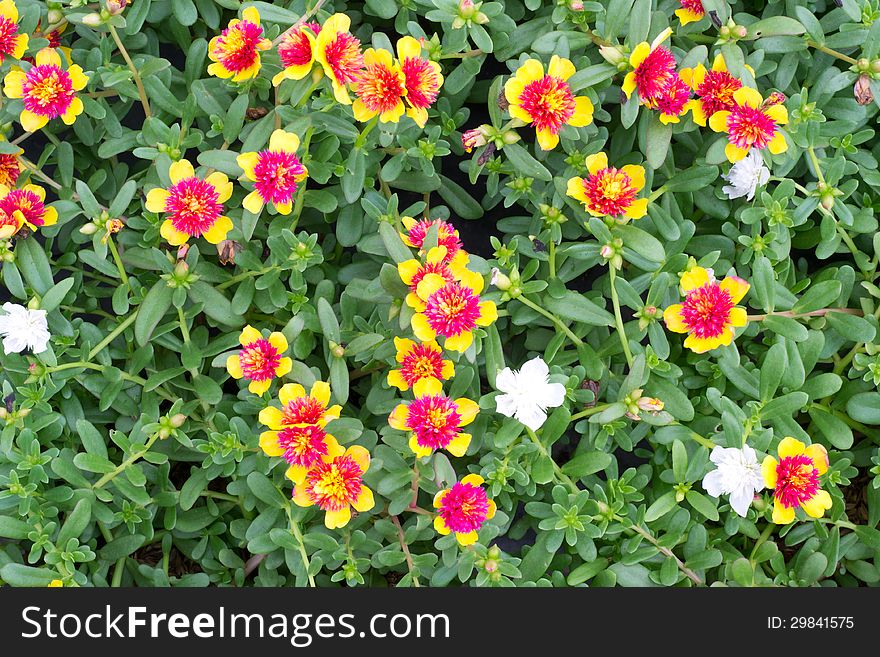 Portulaca flowers blooming in garden